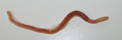 Oligochaeta