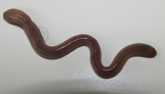 Oligochaeta