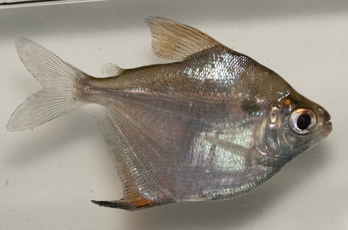 Redeye silver characin (Stethaprion erythrops) — Characidae — 2