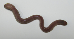 Oligochaeta