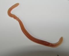 Oligochaeta