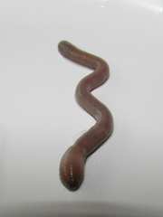 Oligochaeta