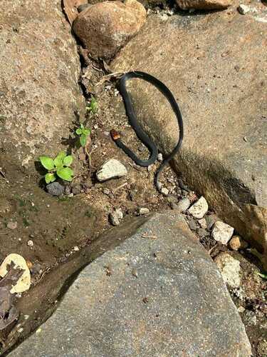 Stuart's Graceful Brown Snake