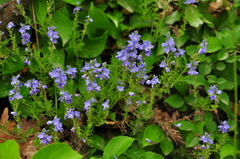 Veronica capsellicarpa