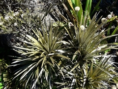 Celmisia armstrongii