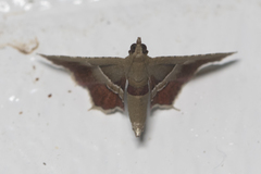 Endotricha repandalis