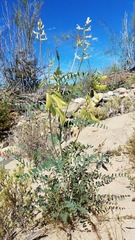 Astragalus fastidius