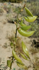 Astragalus fastidius