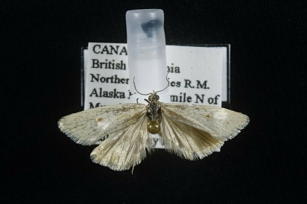Eana idahoensis