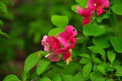 Lathyrus rotundifolius