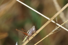 Conocephalus albescens
