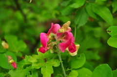 Lathyrus rotundifolius