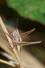 Conocephalus albescens