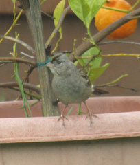 Zonotrichia atricapilla