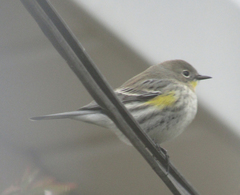 Setophaga coronata