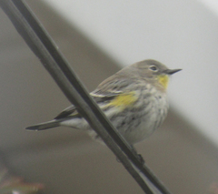 Setophaga coronata