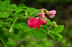 Lathyrus rotundifolius