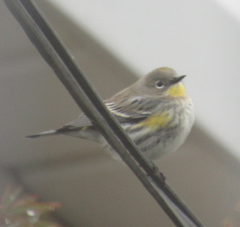 Setophaga coronata
