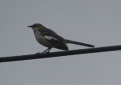 Mimus polyglottos