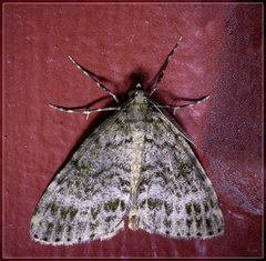 Pseudocoremia indistincta