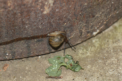 Acusta