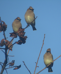 Bombycilla cedrorum