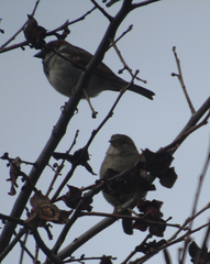 Passer domesticus