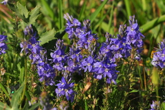 Veronica capsellicarpa