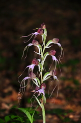 Himantoglossum comperianum