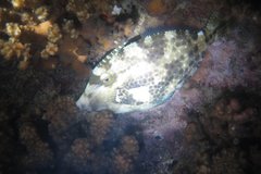 Cantherhines pardalis