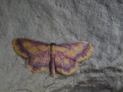 Idaea muricata