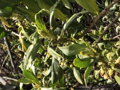 Santalum paniculatum