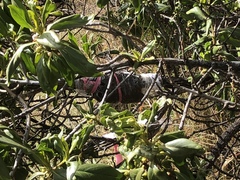 Santalum paniculatum