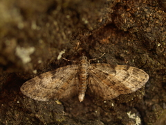 Eupithecia dodoneata