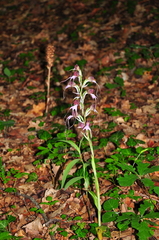 Himantoglossum comperianum