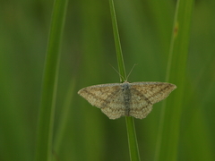 Scopula virgulata