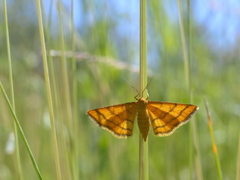 Idaea aureolaria