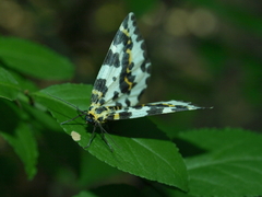 Abraxas grossulariata