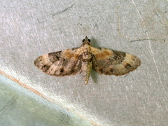 Eupithecia linariata