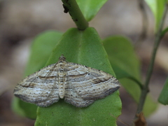Costaconvexa polygrammata