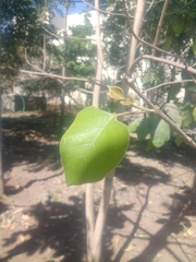 Gmelina arborea