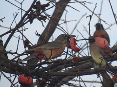 Turdus migratorius