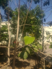Gmelina arborea