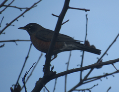 Turdus migratorius