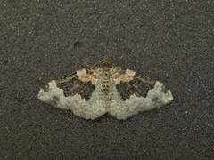 Epirrhoe galiata
