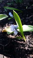 Puschkinia scilloides