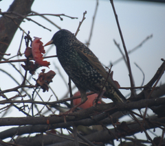 Sturnus vulgaris