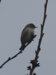 Setophaga coronata