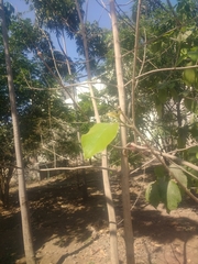 Gmelina arborea