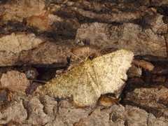 Heliomata glarearia